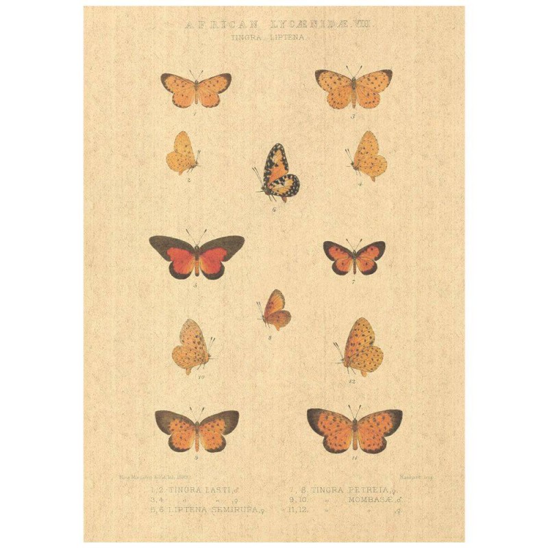 Flax Art Poster | Encyclopedia Butterfly D | FWP-AP-EN2D